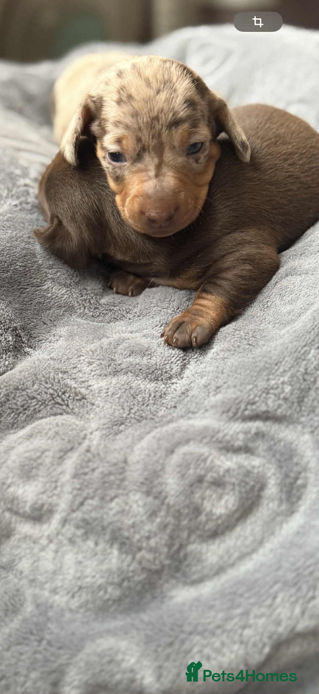 Miniature Dachshund dogs for sale: Adorable Miniature Dachshund Puppies ! 🐾 - Image 6