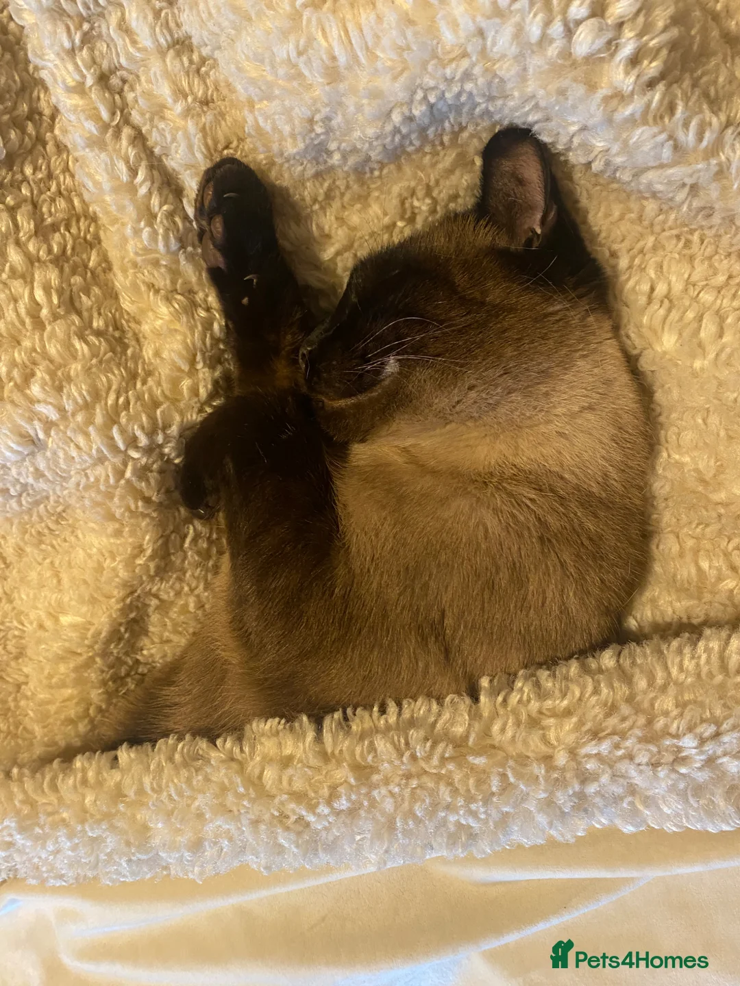 Mixed Breed cats for sale: Dusty and Bella - Advert 2