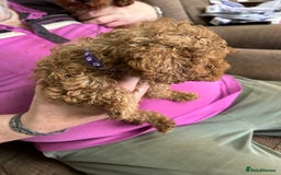 Toy Poodle dogs for sale: Red toy poodle - Image 17