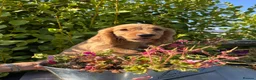 Cocker Spaniel dogs for sale: Only 2 left - Advert 14