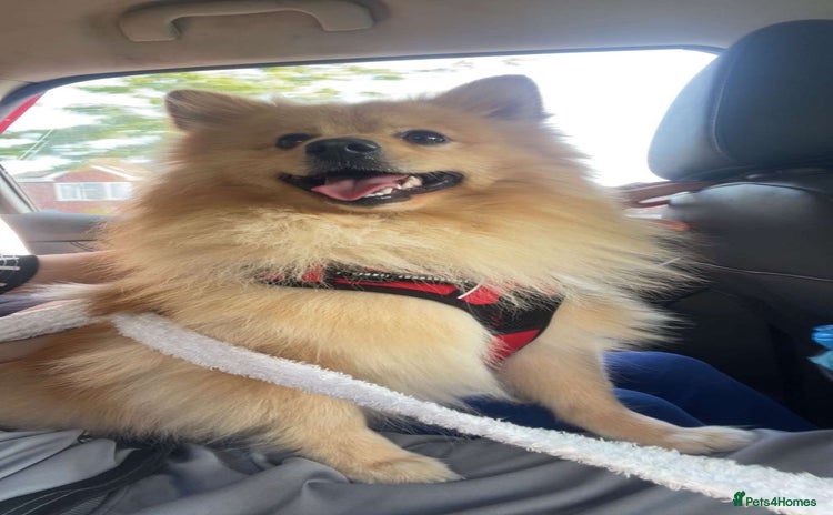 Pomeranian dogs - Advert 1