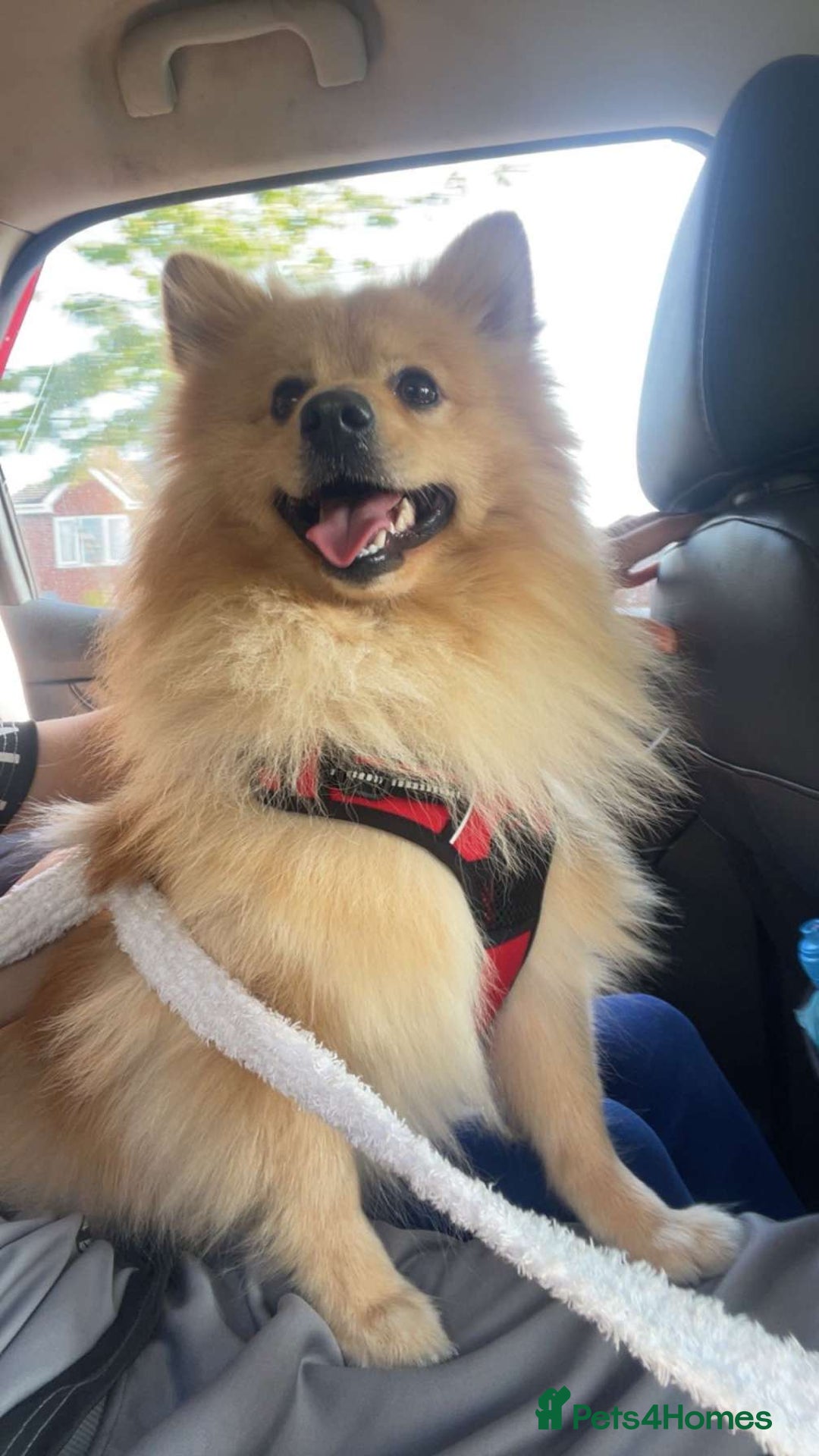Pomeranian dogs for sale: Beautiful orange pomeranian  - Image 1