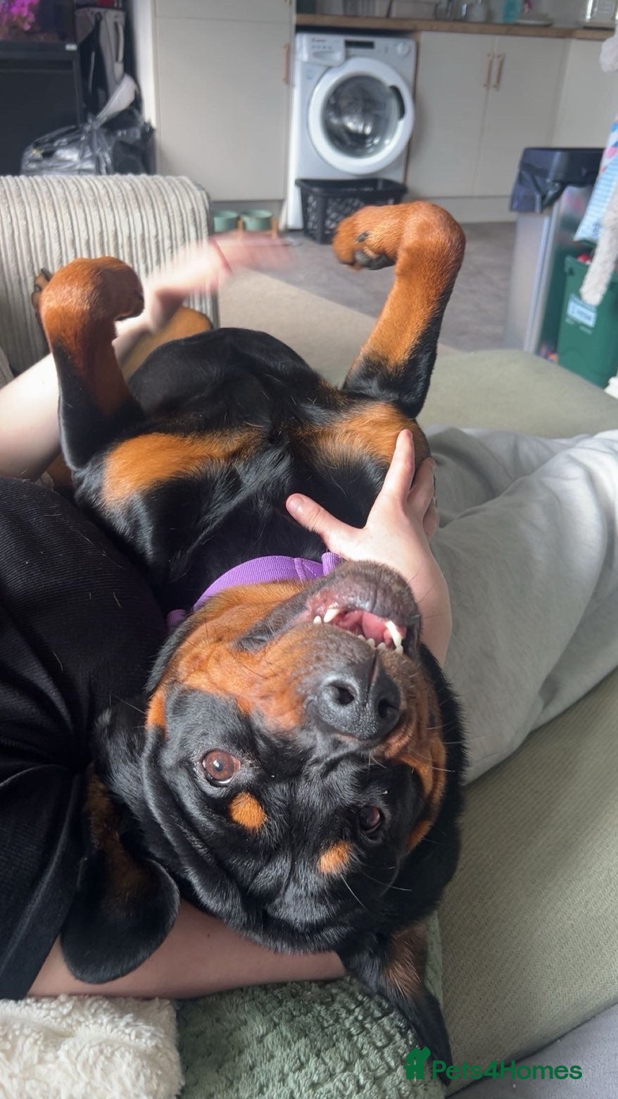 Rottweiler dogs Female Rottweiler 15 months old  - Advert 1