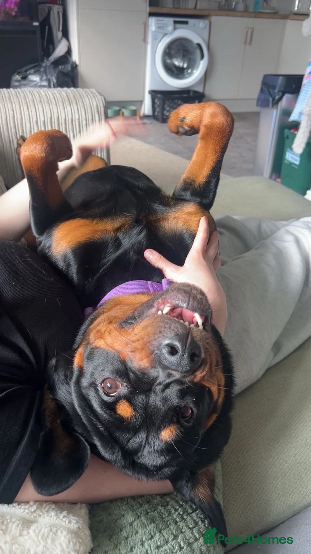 Rottweiler dogs for sale: Female Rottweiler 15 months old  - Advert 1