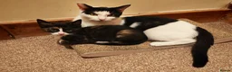 Domestic Shorthair cats for sale: 7 beautiful kittens for sale - Advert 4