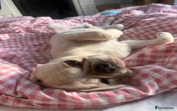 Pug dogs for sale: Casper is ready for his new home  - Image 4