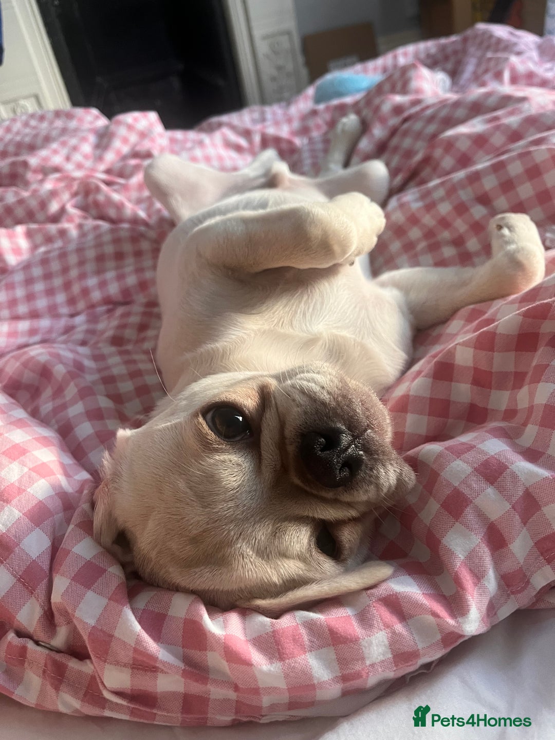 Pug dogs for sale: Casper is ready for his new home  - Image 4