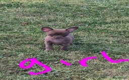 Chihuahua dogs for sale: Have 4 beautiful full chihuahua pups  - Image 3
