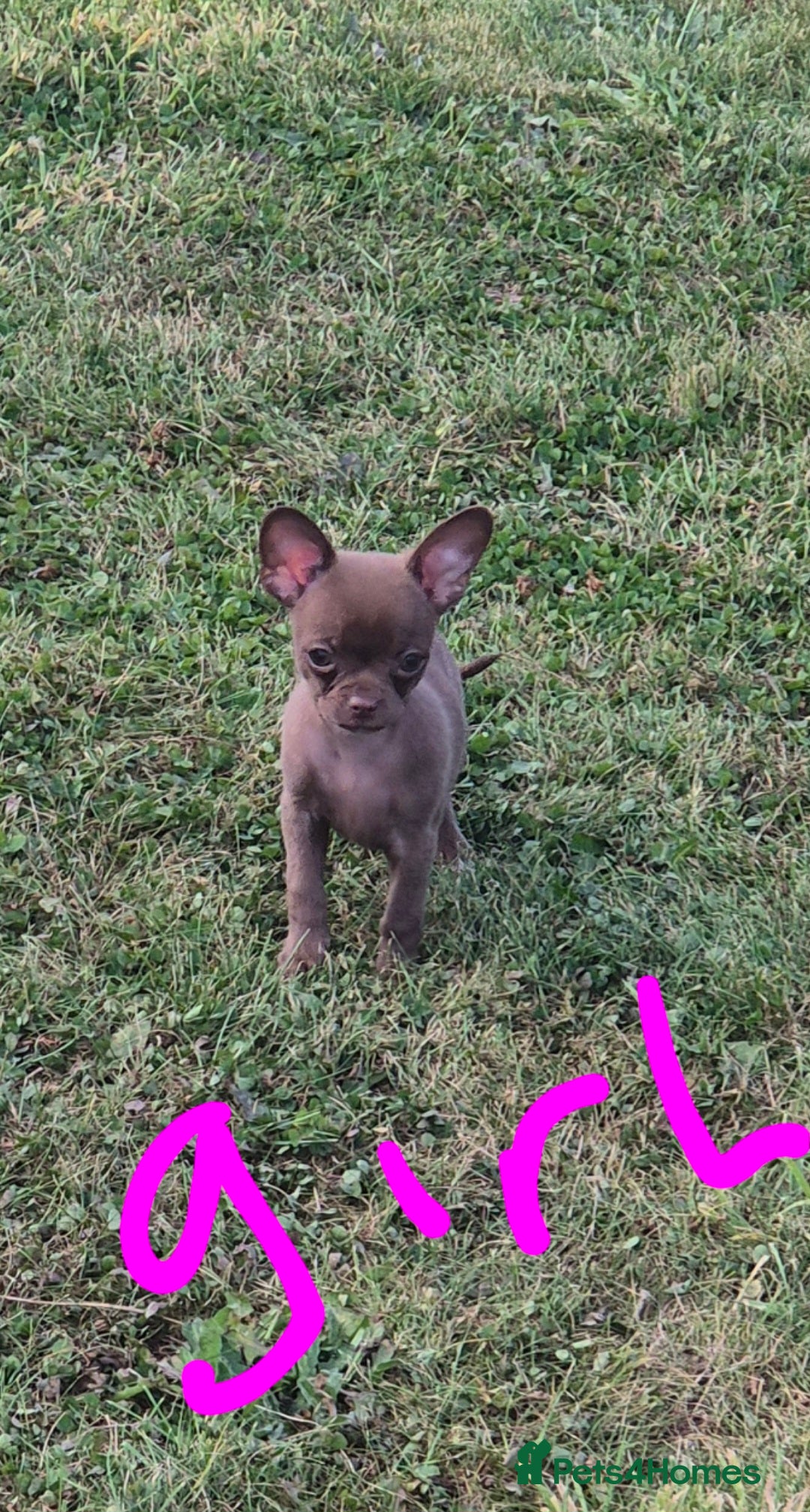 Chihuahua dogs for sale: Have 4 beautiful full chihuahua pups  - Image 3