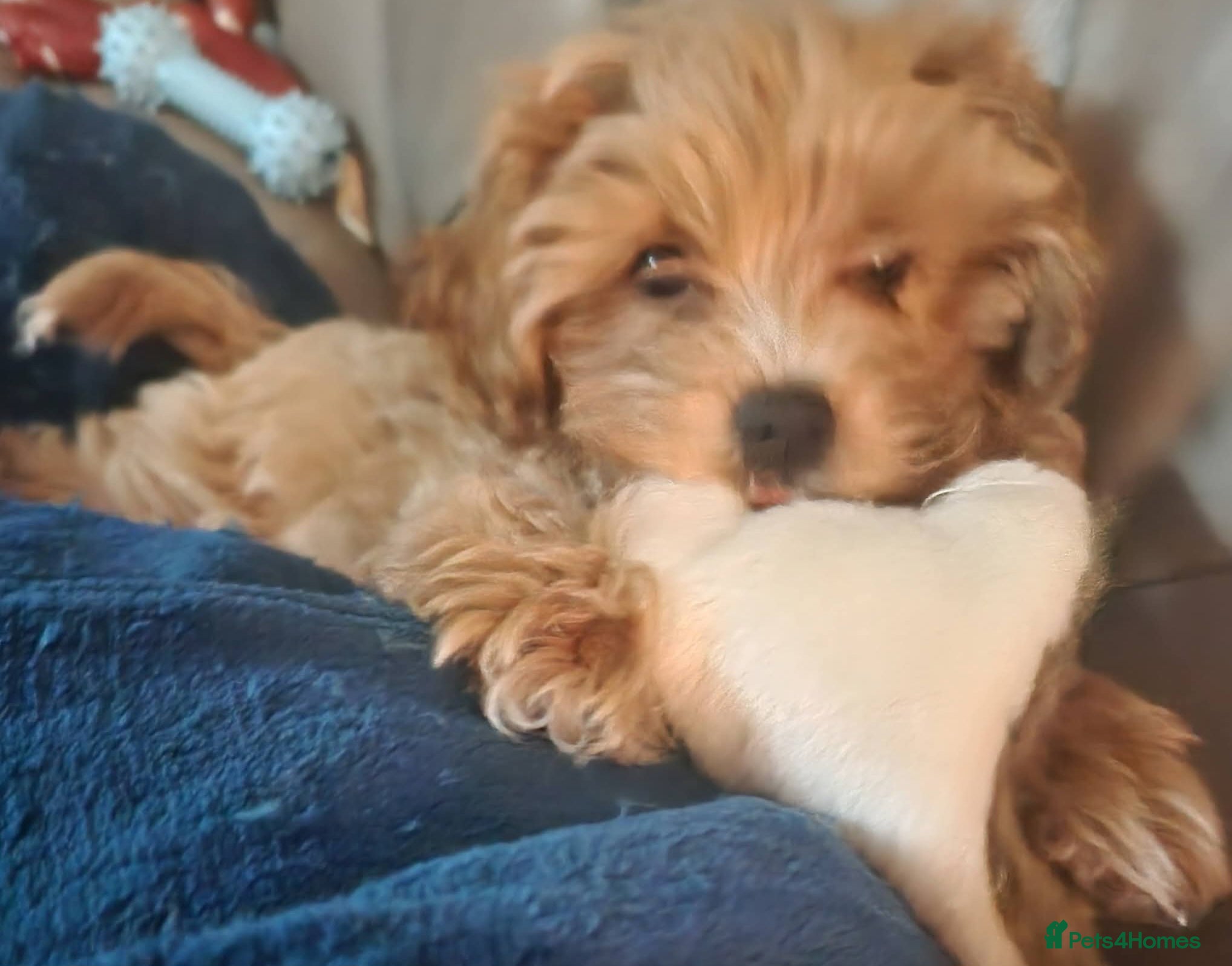 Maltipoo dogs Red Maltipoo boy - Advert 1