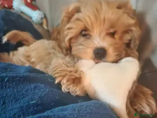 Maltipoo dogs Red Maltipoo boy - Advert 1