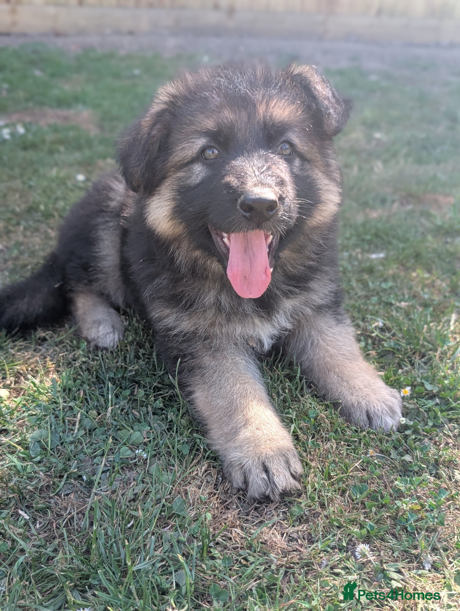 German Shepherd dogs KC Registered German Shepherd Puppies 🐾  - Advert 6