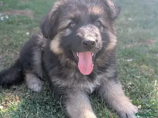German Shepherd dogs KC Registered German Shepherd Puppies 🐾 - Advert 6