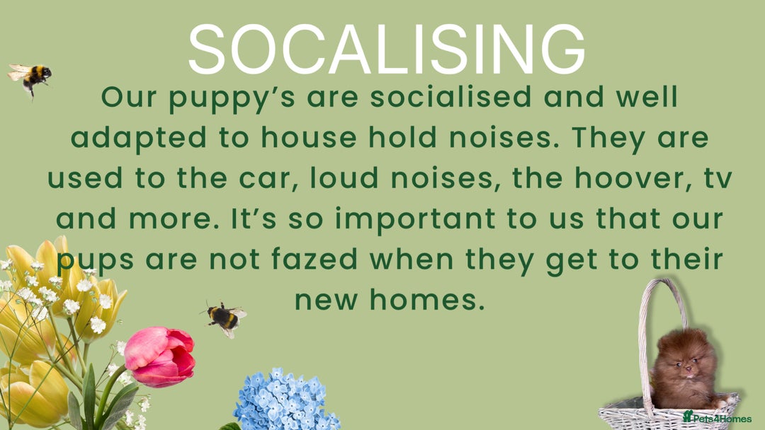 Pomeranian dogs for sale: 💛WAITING LIST NOW OPEN💛 - Image 13