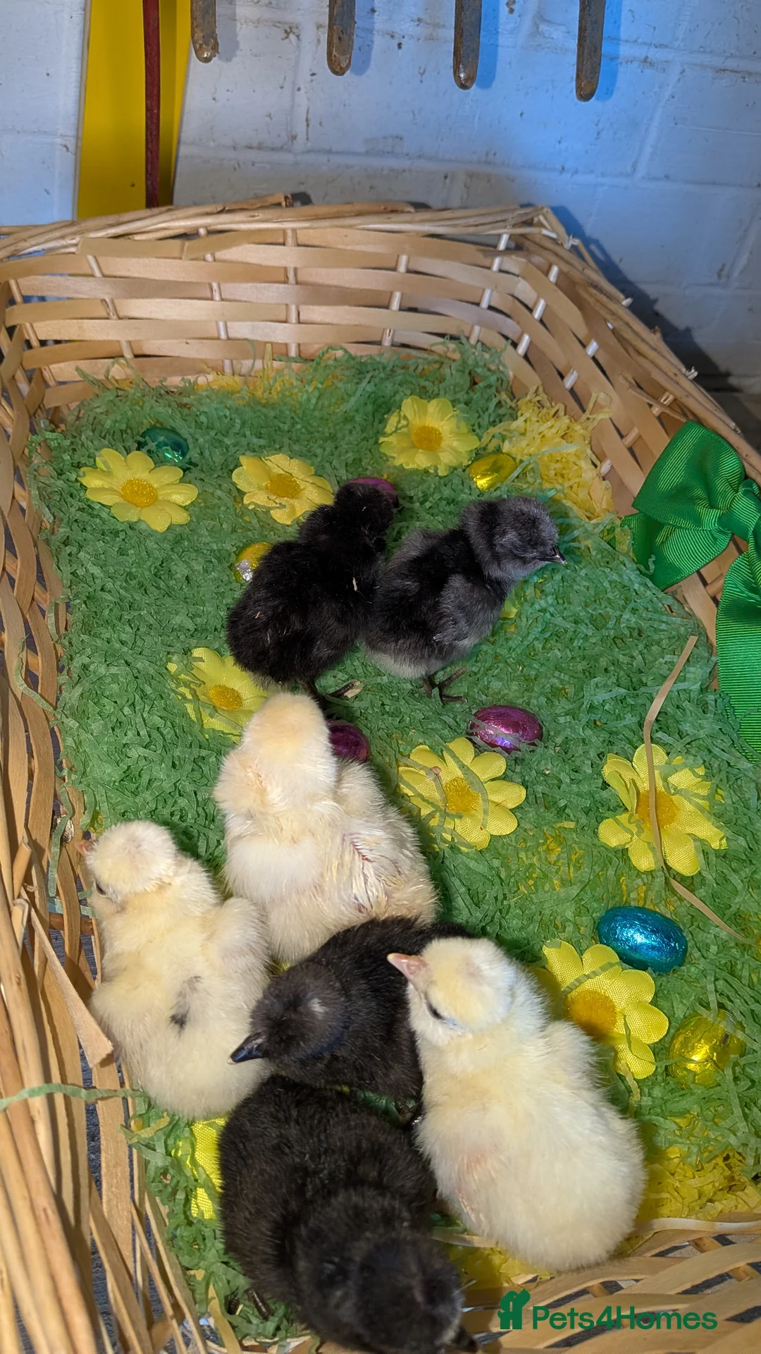 Chickens poultry for sale: Day old polish chicks  - Advert 3