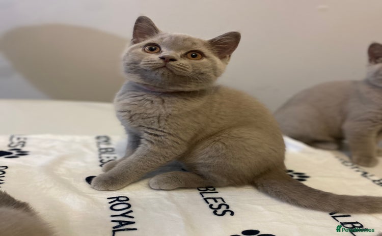 British Shorthair cats - Advert 1