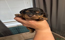 Cocker Spaniel dogs for sale: KC & HEALTH TESTED CHOC SABLE PUPS - Image 9