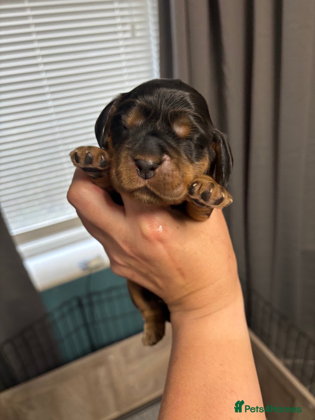 Cocker Spaniel dogs for sale: KC & HEALTH TESTED CHOC SABLE PUPS - Image 9