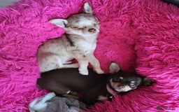 Chihuahua dogs for sale: Chihauhua Female For Sale  - Image 2