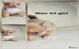 Pomsky dogs for sale: Stunning F4 Pomsky pups  - Image 5