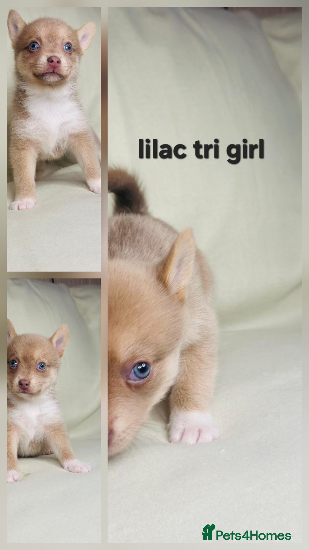 Pomsky dogs for sale: Stunning F4 Pomsky pups  - Image 5