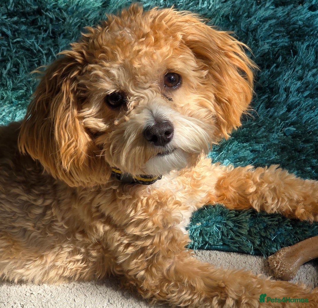 Mixed Breed dogs for sale: Shichonpoo - Advert 1