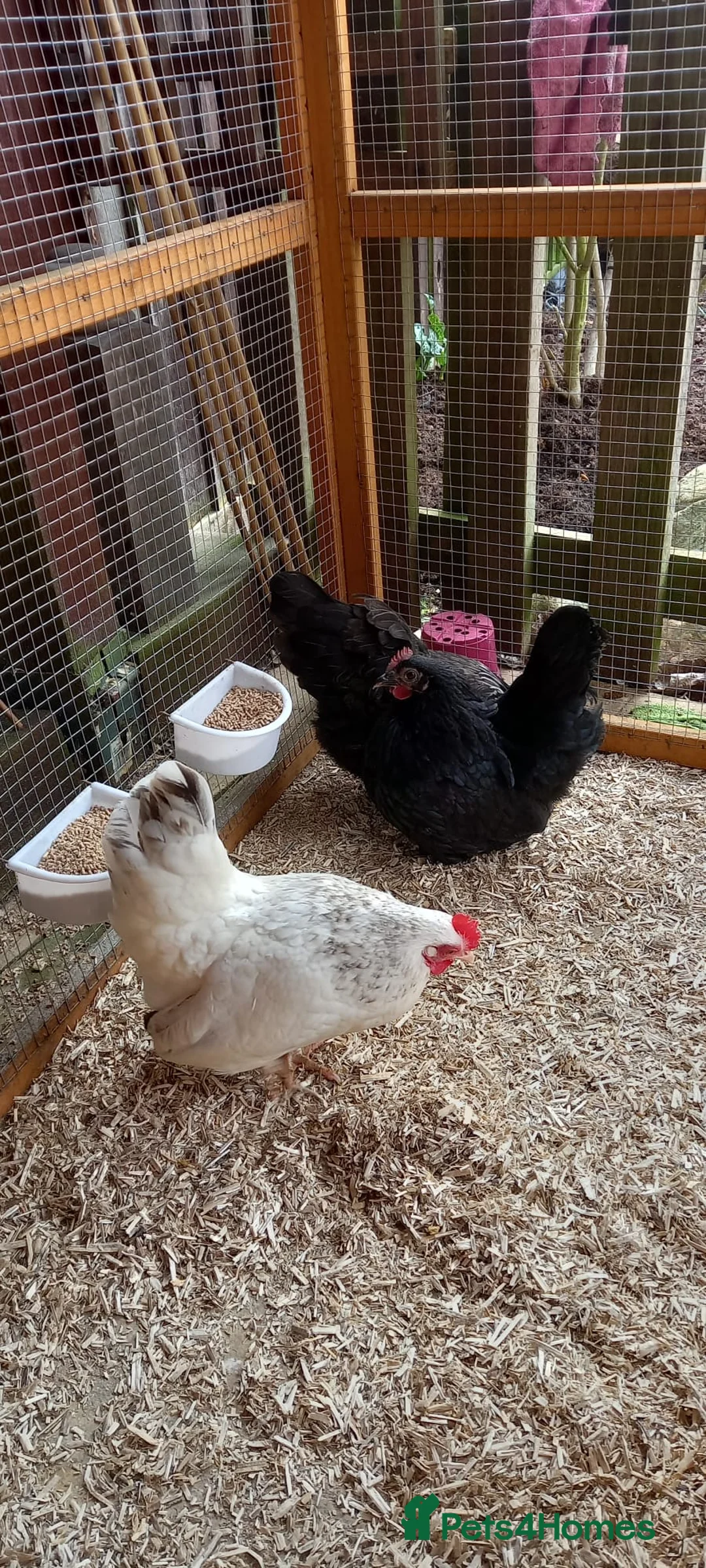 Chickens poultry for sale: Trio of Japanese Bantam Hens POL - Advert 2
