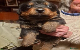 Mixed Breed dogs for sale: Rottwiller/Bernese Mountain dog puppies - Image 4