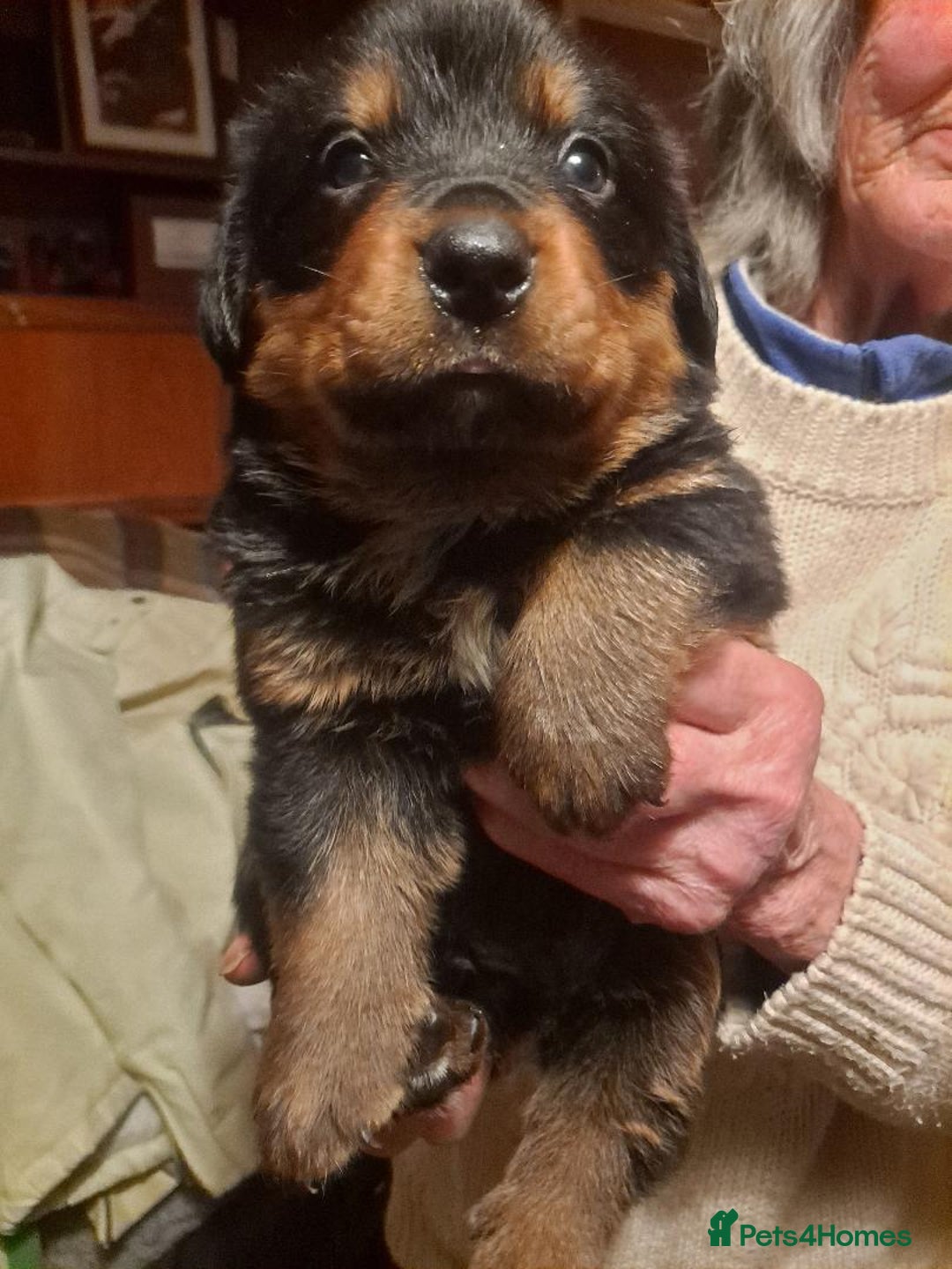 Mixed Breed dogs for sale: Rottwiller/Bernese Mountain dog puppies - Image 4