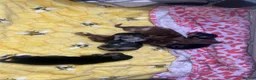 Miniature Dachshund dogs for sale: 🐾Rainbow Litter of Miniature Daschaunds🐾 in Orpington - Advert 6