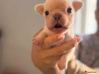 French Bulldog dogs Beautiful Platinum French Bulldog Puppy - Advert 1