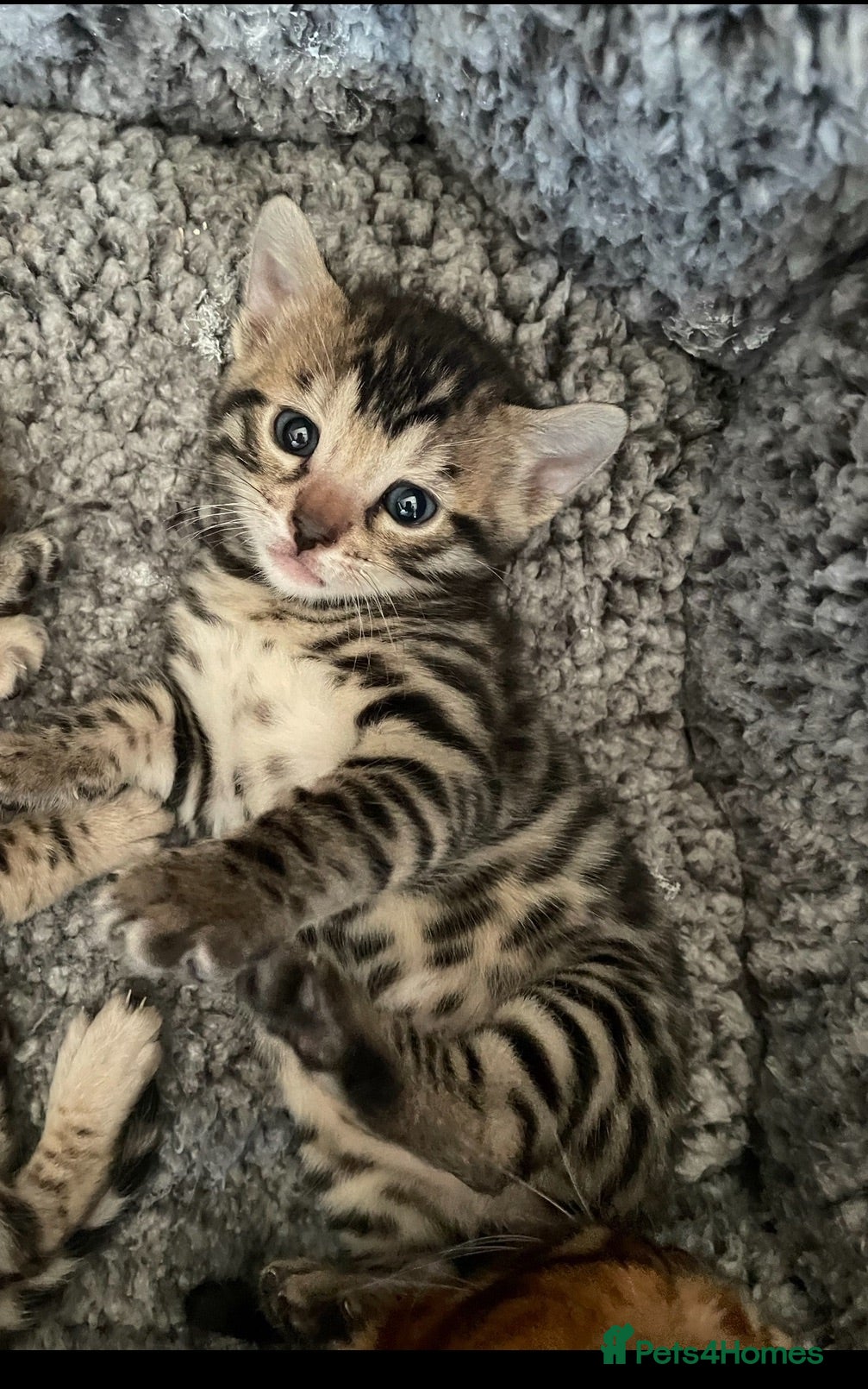 Bengal cats Bengal x kittens available  - Advert 2