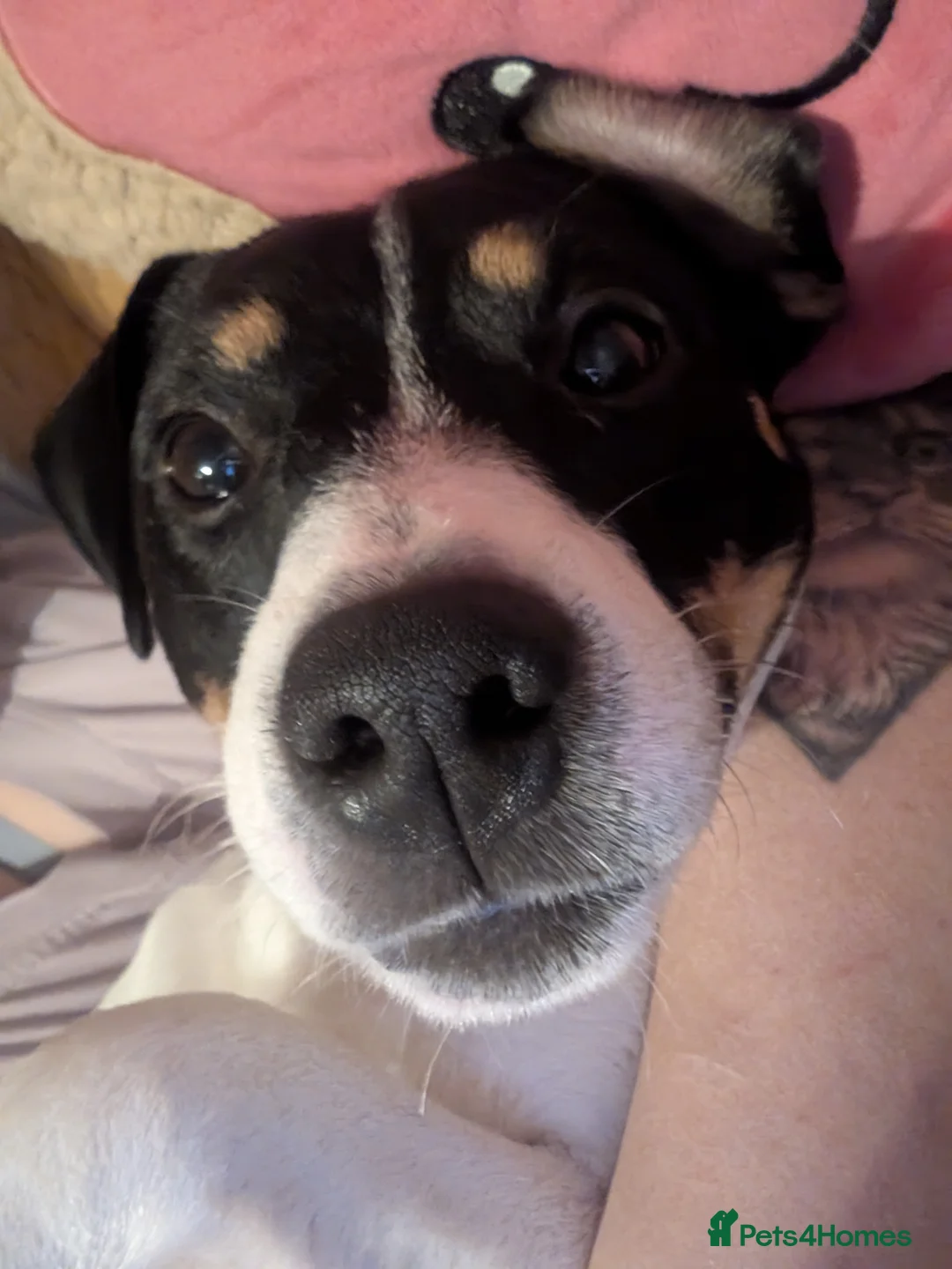 Jack Russell dogs for sale: Jack russell - Advert 1