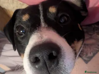 Jack Russell dogs Jack russell - Advert 1