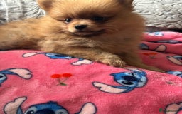 Pomeranian dogs for sale: Tiny Pomeranian puppies - Image 5