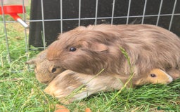 Guinea Pig rodents for sale: Female Silkie x American Guniea pups  - Image 1