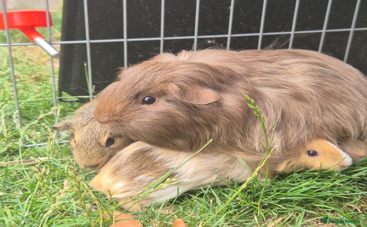 Guinea Pig rodents - Advert 4