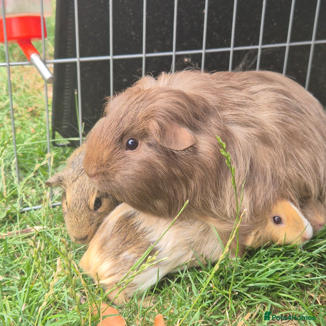 Guinea Pig rodents for sale: Female Silkie x American Guniea pups  - Image 1