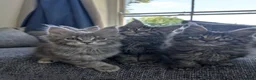 Maine Coon cats for sale: TICA Registered Maine Coon Kittens  - Advert 9