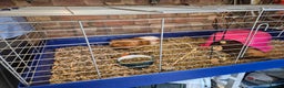 Guinea Pig rodents for sale: Two female Guinea Pigs plus cage/food - Advert 3