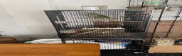 Parakeets birds for sale: Alexandrine Parakeet  in Birmingham - Advert 7