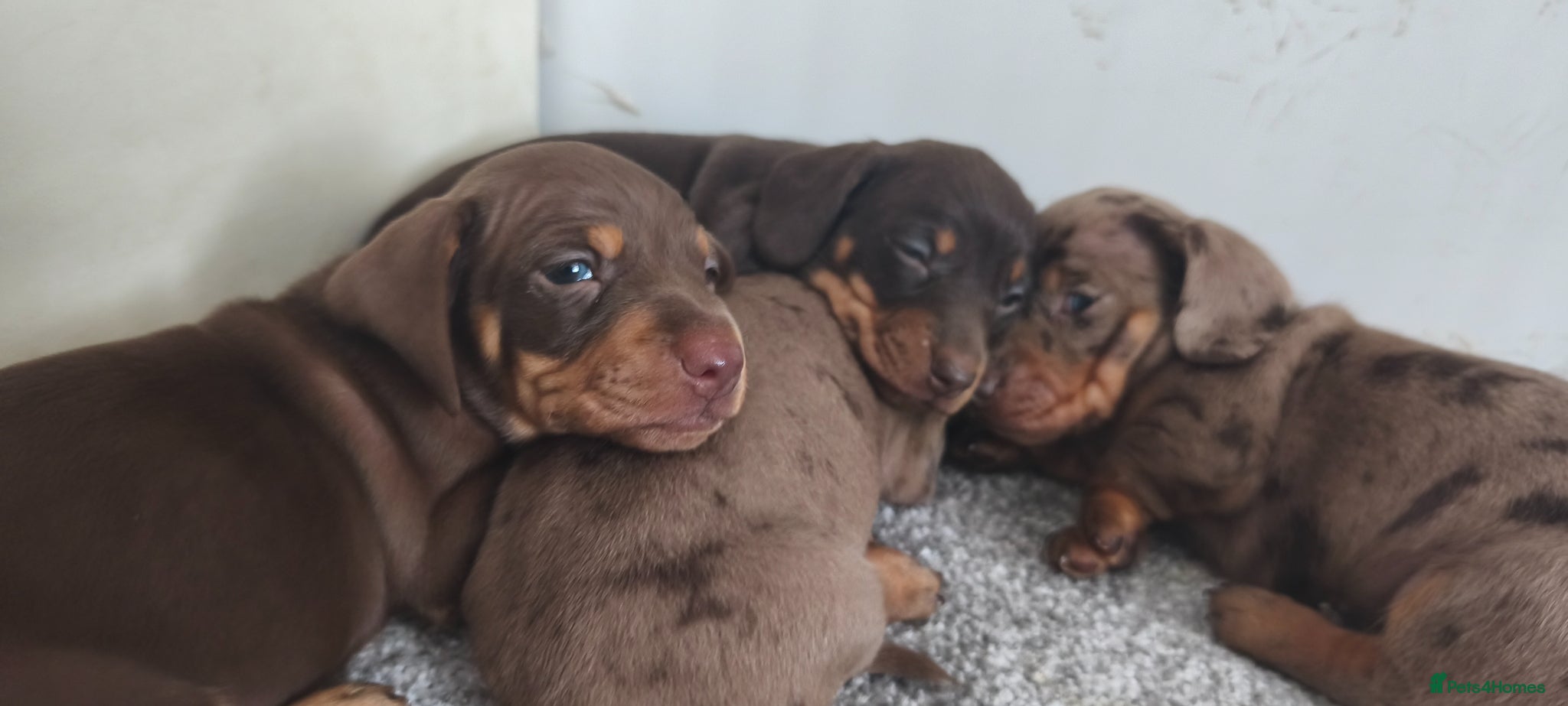 Miniature Dachshund dogs Super small miniature dachshund kc - Advert 1