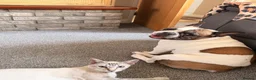 Siamese cats for sale: 🐾 Siamese kittens for sale 🐾 in Radstock - Advert 6