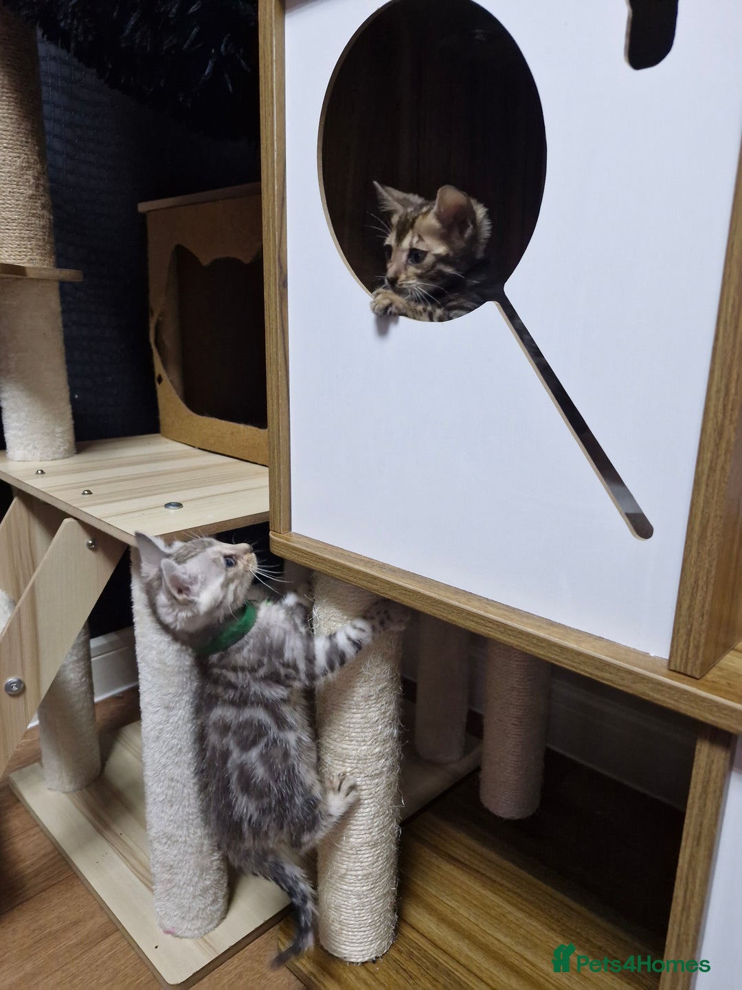 Bengal cats for sale: TICA Genetic & Health Tested Bengal Kittens  - Image 5