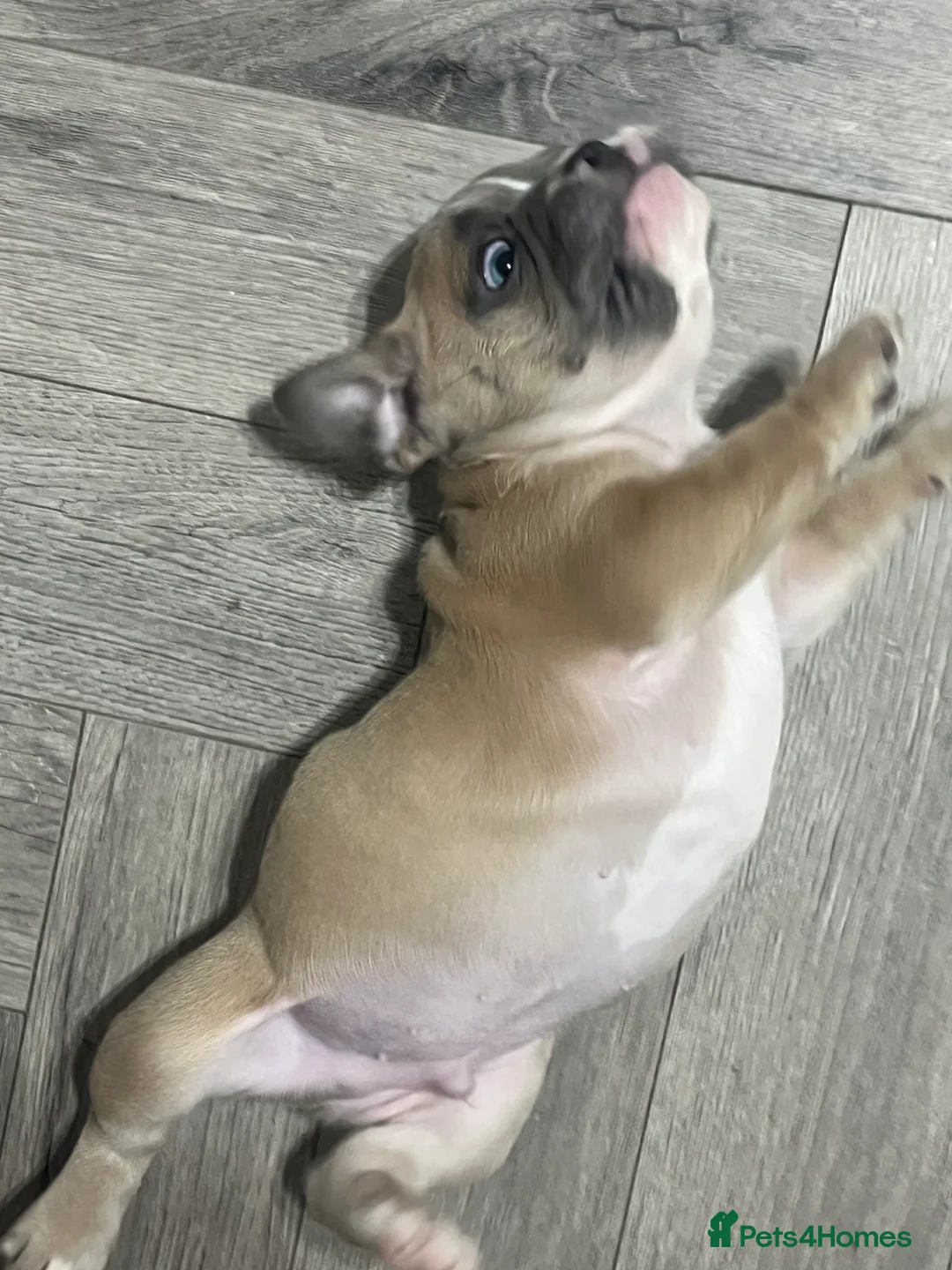 French Bulldog dogs for sale: 1 male French Bulldog Pup left  - Advert 2