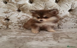 Pomsky dogs for sale:  toy size multi-generational pomsky puppies  - Image 6