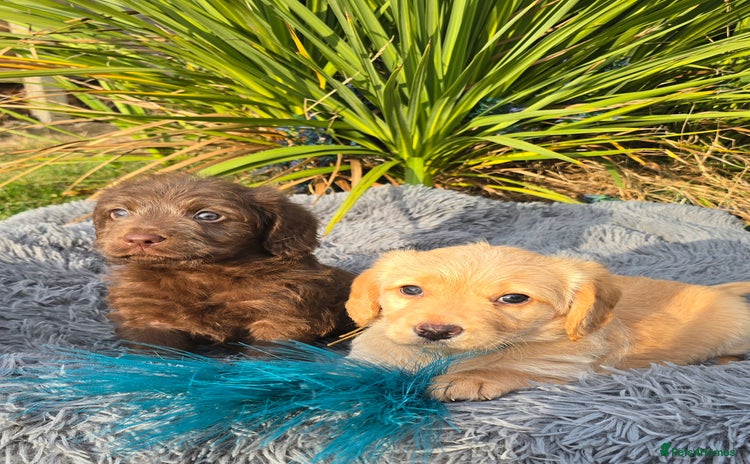 Labradoodle dogs - Advert 2