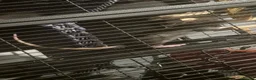Rat rodents for sale: 4 female rats in Sheffield - Advert 8