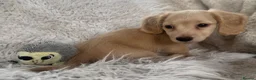 Miniature Dachshund dogs for sale: KC Longhaired Cream Miniature Dachshund Puppies - Advert 13