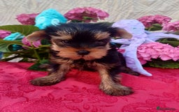 Yorkshire Terrier dogs for sale: Piece of Happiness!!! - Image 6